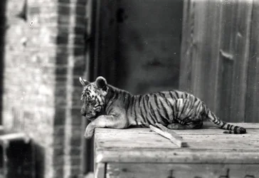 Cachorro de tigre acostado